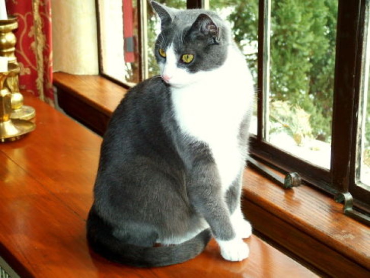 Picture of a cat / kitten / feline