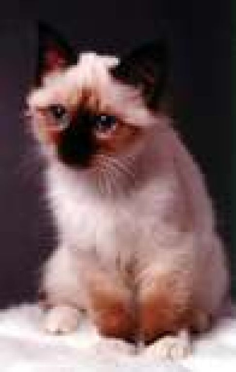 Picture of a cat / kitten / feline