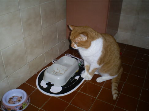 Picture of a cat / kitten / feline