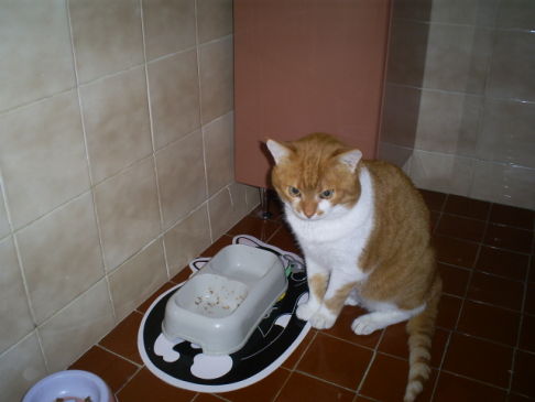 Picture of a cat / kitten / feline