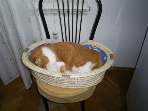 Picture of a cat / kitten / feline