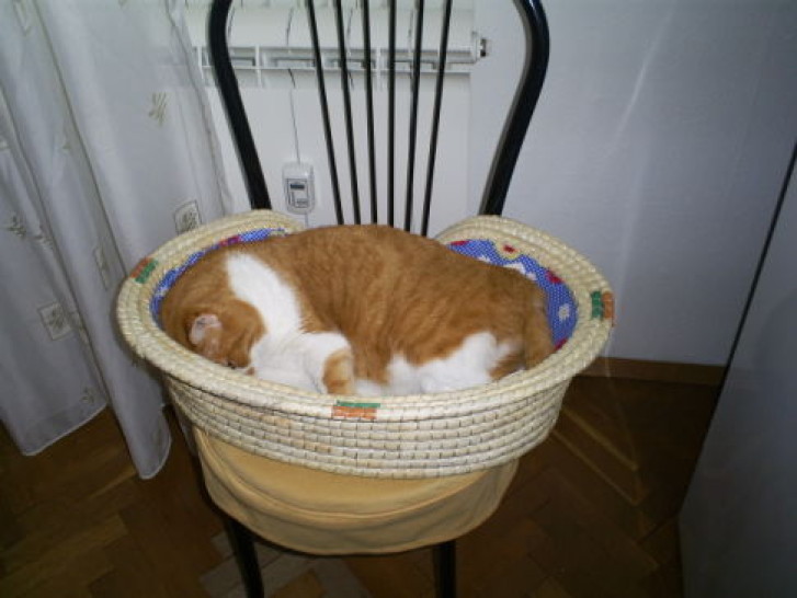 Picture of a cat / kitten / feline