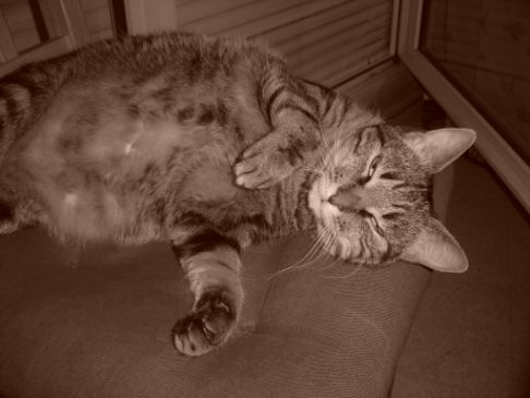 Picture of a cat / kitten / feline