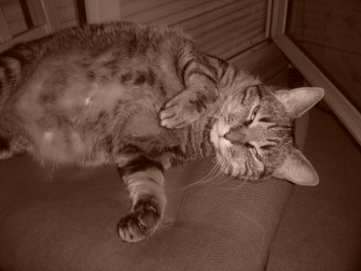 Picture of a cat / kitten / feline