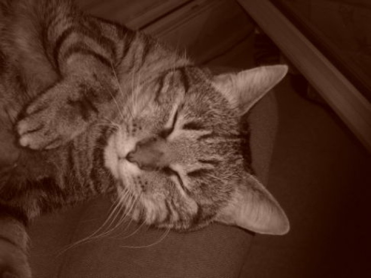 Picture of a cat / kitten / feline