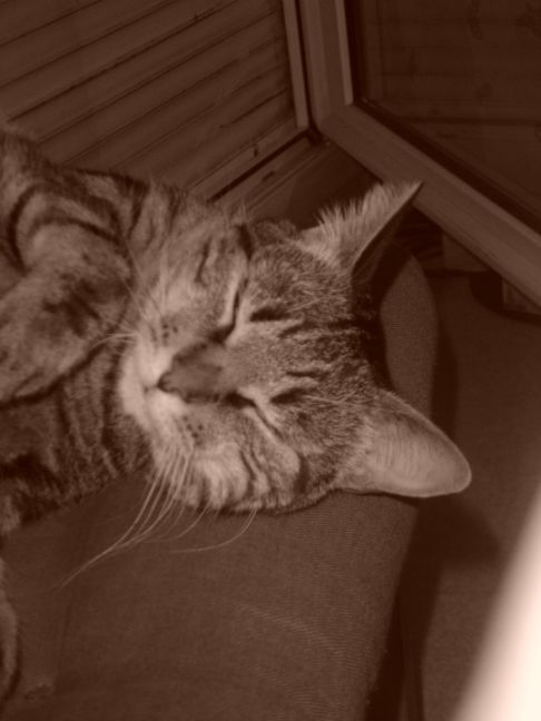 Picture of a cat / kitten / feline