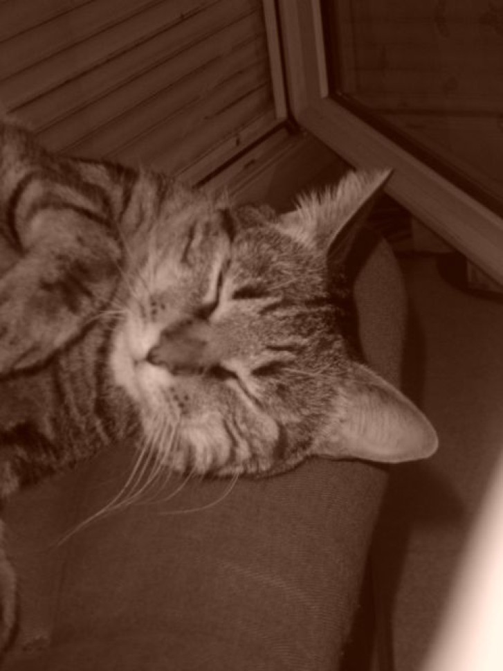 Picture of a cat / kitten / feline