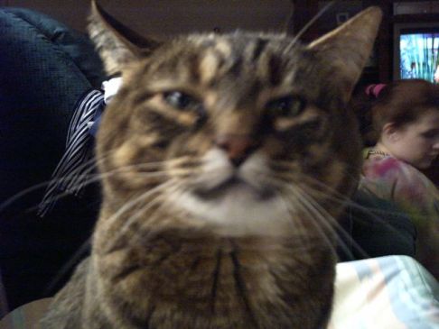 Picture of a cat / kitten / feline