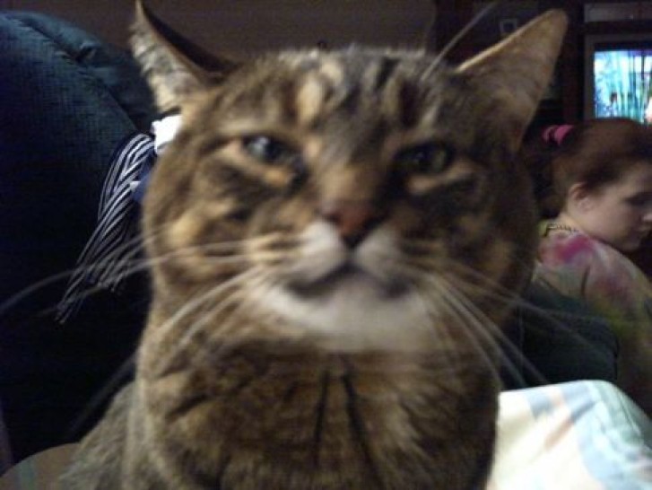 Picture of a cat / kitten / feline