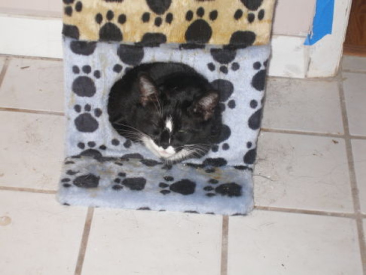 Picture of a cat / kitten / feline