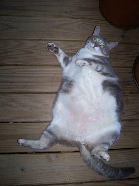 Picture of a cat / kitten / feline