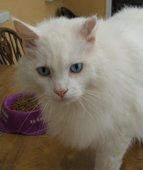 Picture of a cat / kitten / feline