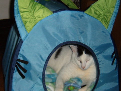 Picture of a cat / kitten / feline