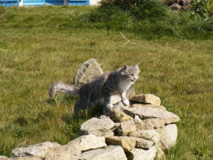 Picture of a cat / kitten / feline