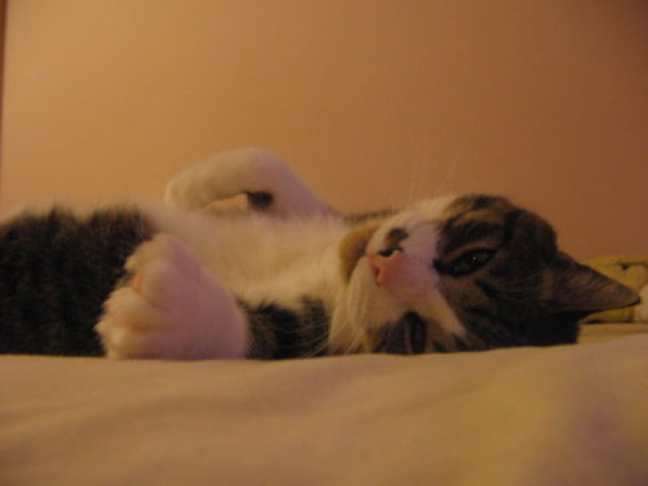 Picture of a cat / kitten / feline