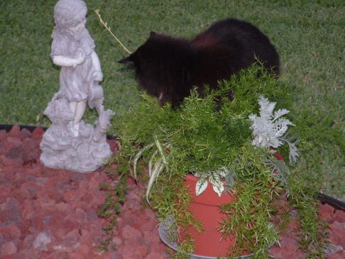 Picture of a cat / kitten / feline