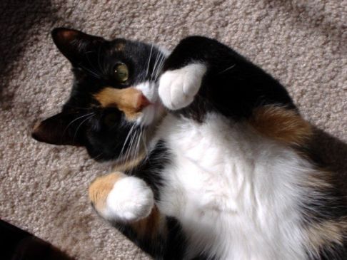 Picture of a cat / kitten / feline