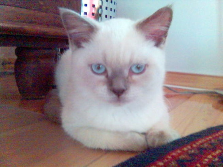 Picture of a cat / kitten / feline