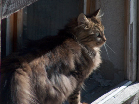 Picture of a cat / kitten / feline