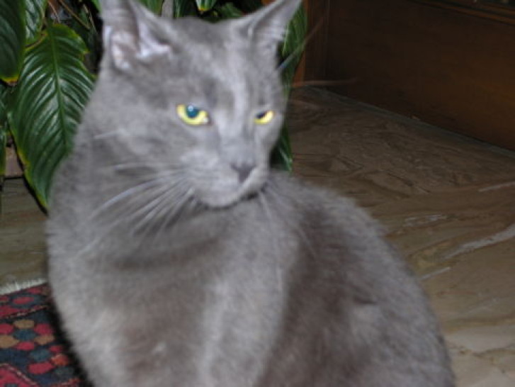 Picture of a cat / kitten / feline