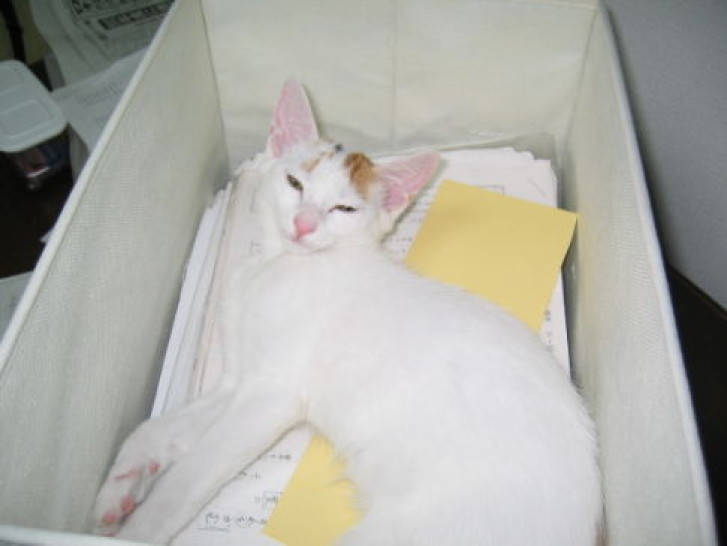 Picture of a cat / kitten / feline