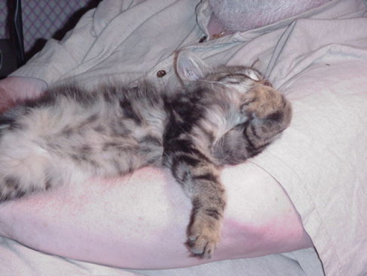 Picture of a cat / kitten / feline