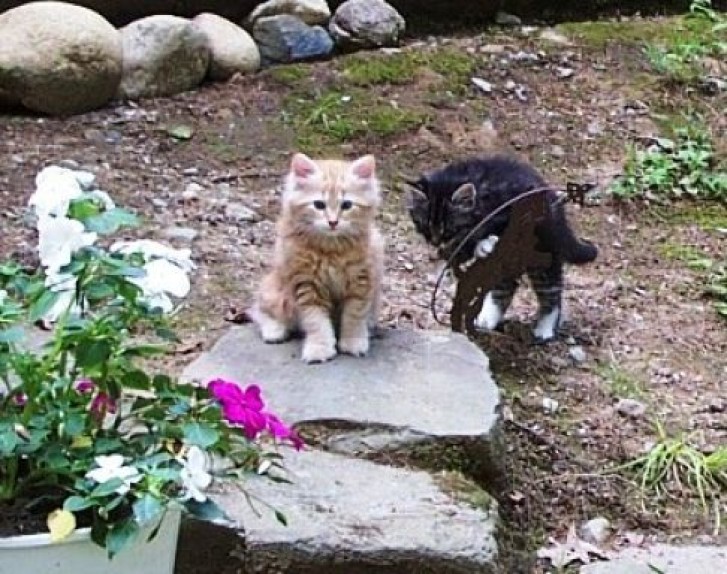 Picture of a cat / kitten / feline