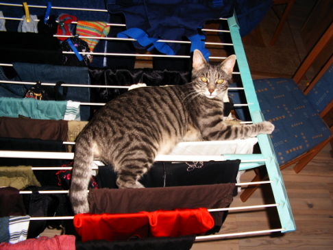 Picture of a cat / kitten / feline