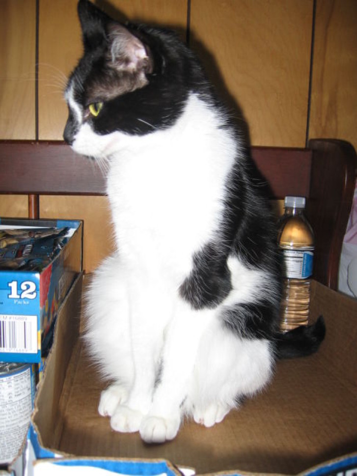 Picture of a cat / kitten / feline