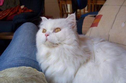 Picture of a cat / kitten / feline