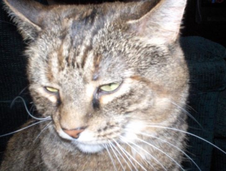 Picture of a cat / kitten / feline