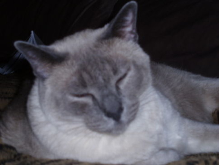 Picture of a cat / kitten / feline