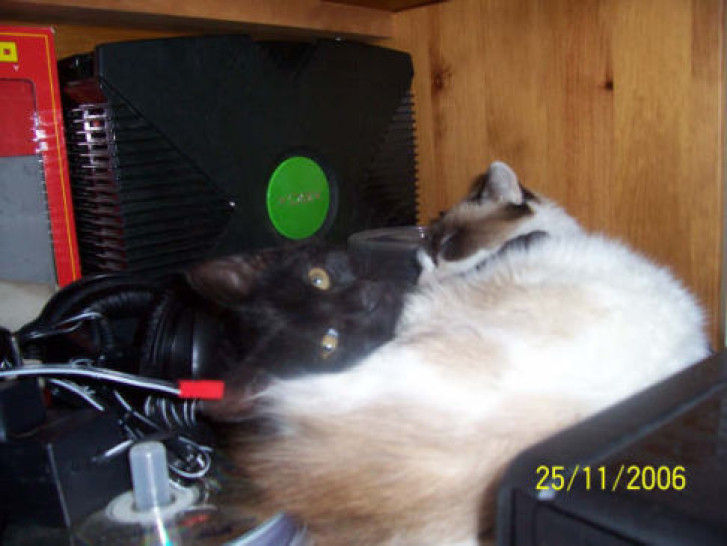 Picture of a cat / kitten / feline