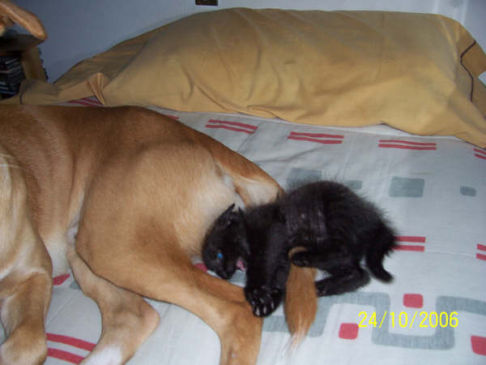 Picture of a cat / kitten / feline