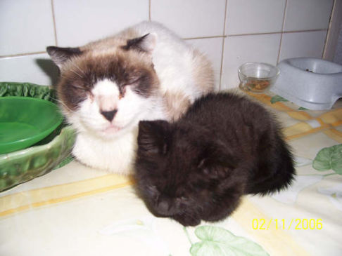 Picture of a cat / kitten / feline