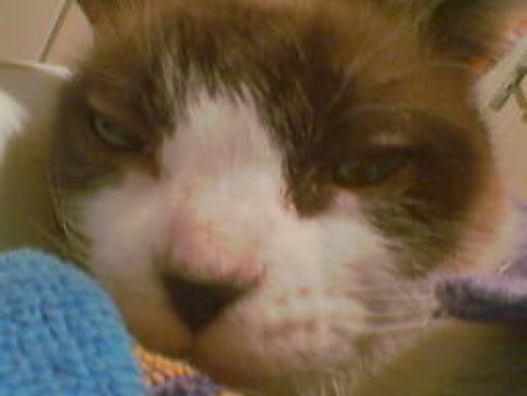 Picture of a cat / kitten / feline