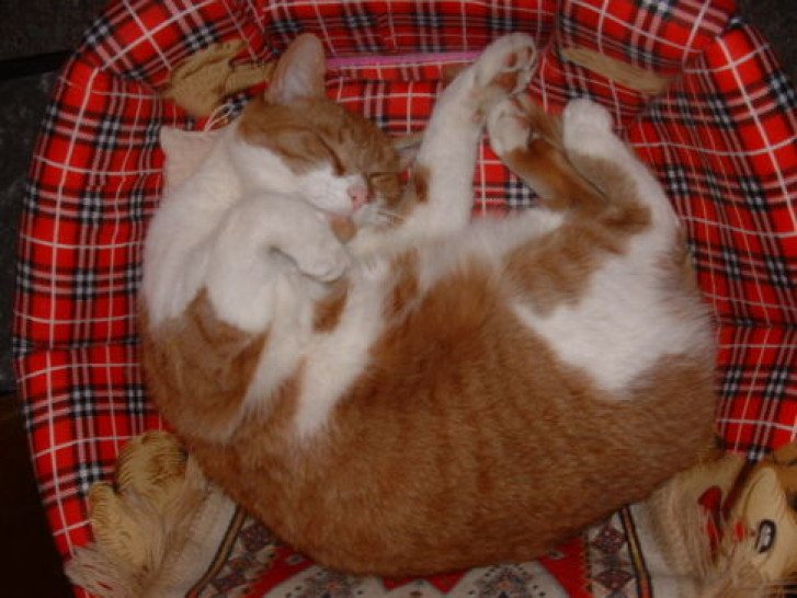 Picture of a cat / kitten / feline