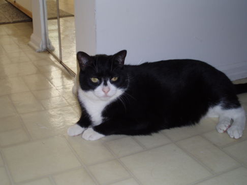 Picture of a cat / kitten / feline