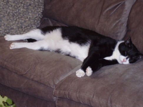 Picture of a cat / kitten / feline