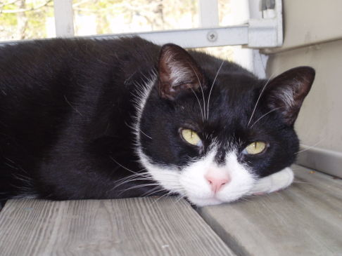 Picture of a cat / kitten / feline