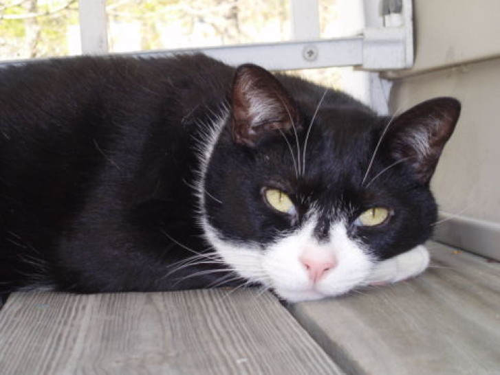 Picture of a cat / kitten / feline