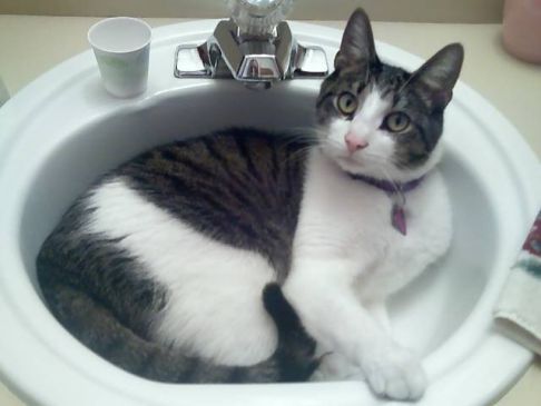 Picture of a cat / kitten / feline