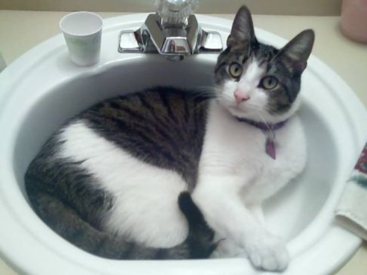 Picture of a cat / kitten / feline