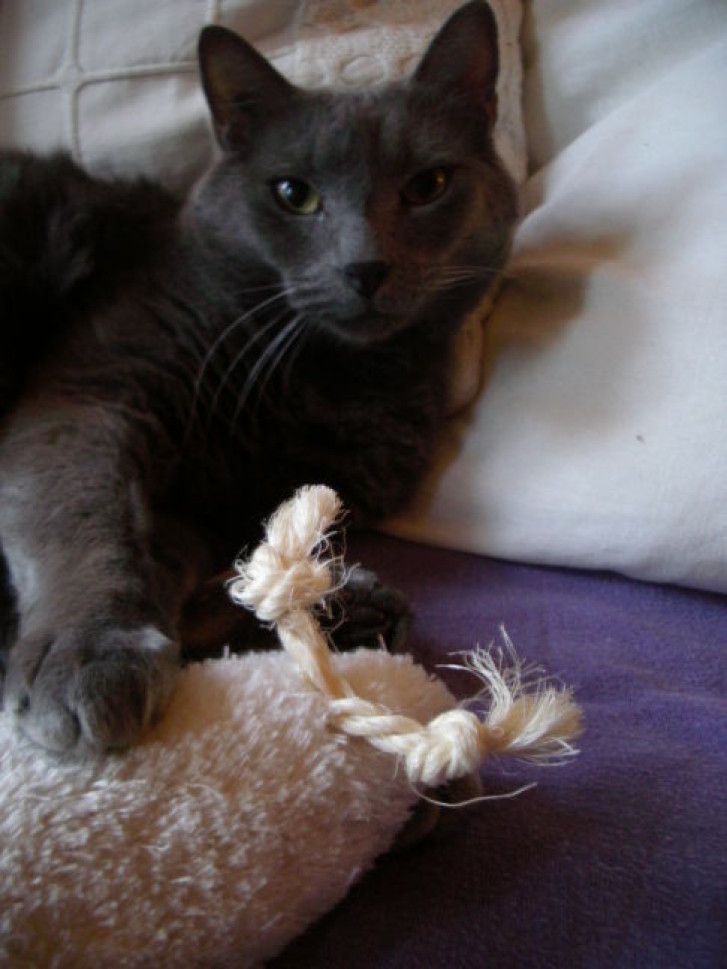 Picture of a cat / kitten / feline