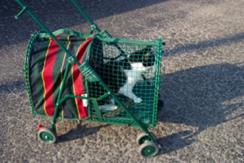 Picture of a cat / kitten / feline