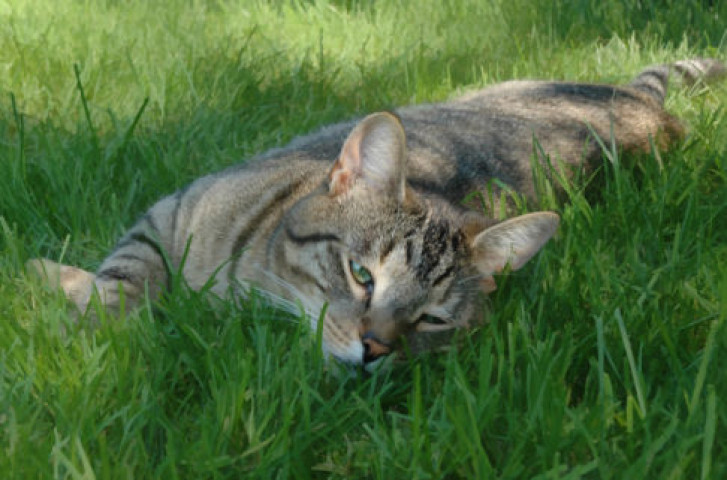 Picture of a cat / kitten / feline