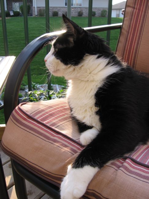 Picture of a cat / kitten / feline