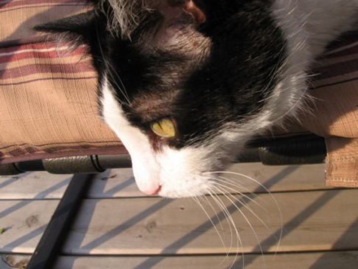 Picture of a cat / kitten / feline