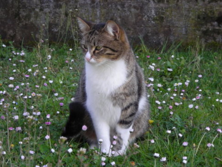 Picture of a cat / kitten / feline