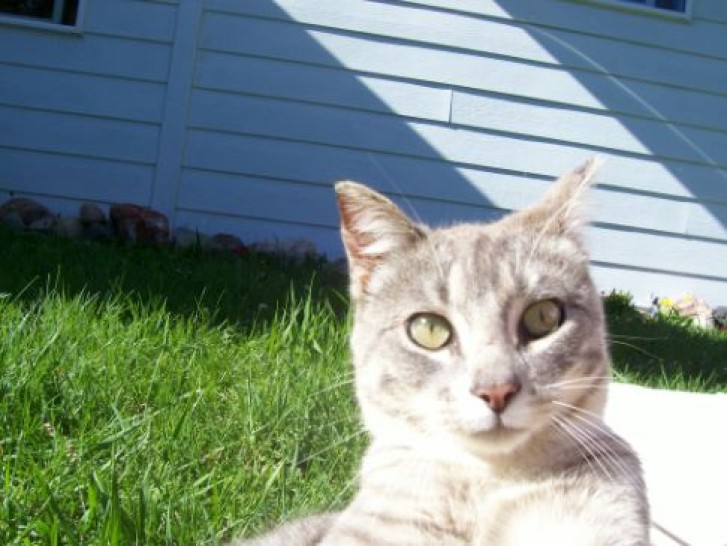 Picture of a cat / kitten / feline